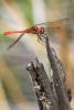 Sympetrum meridionale
